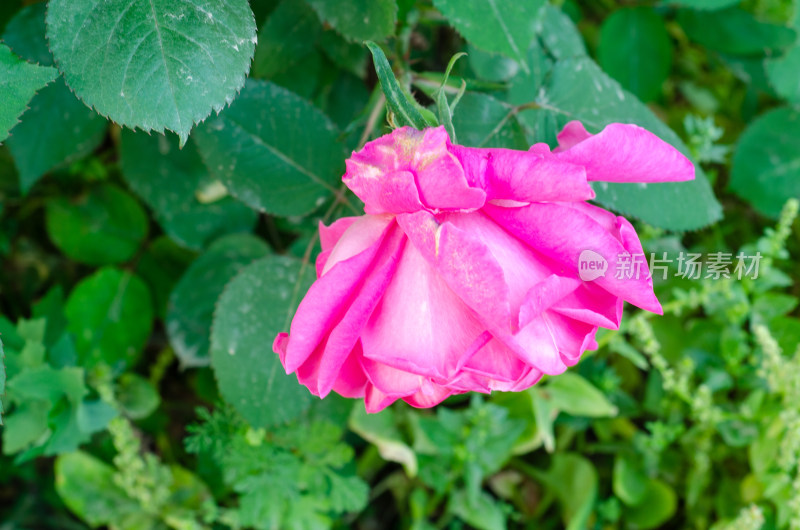 粉色月季花特写