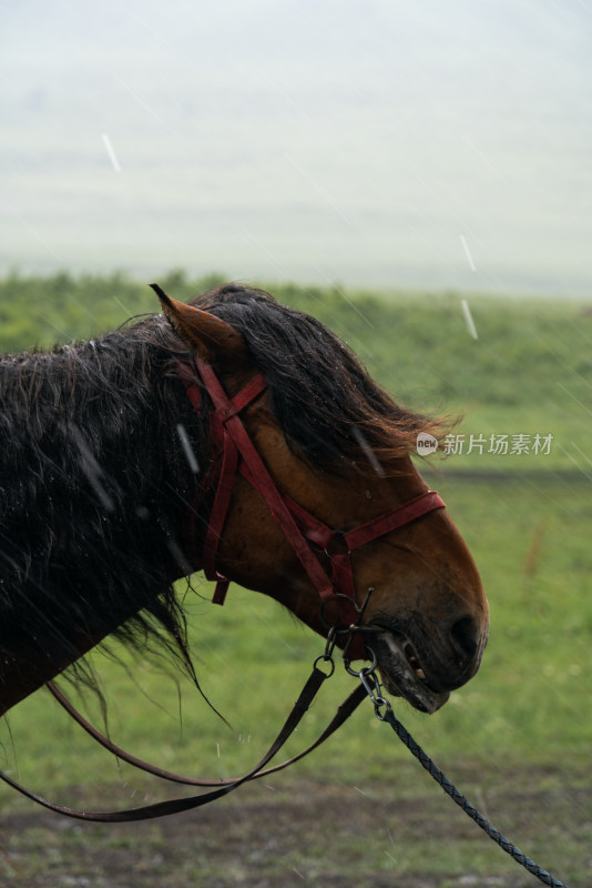 大雨中的骏马