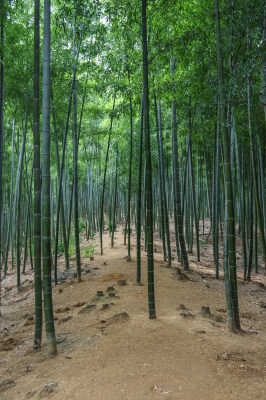 杭州大竹海风景区竹林风景