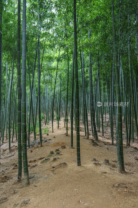 杭州大竹海风景区竹林风景