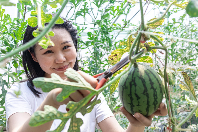 快乐的年轻女人在种植大棚采摘西瓜
