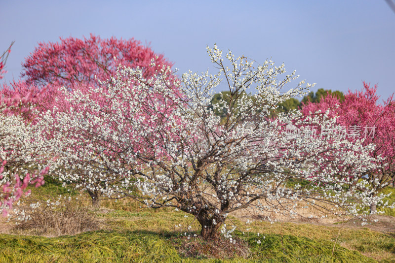 花开海上梅花节