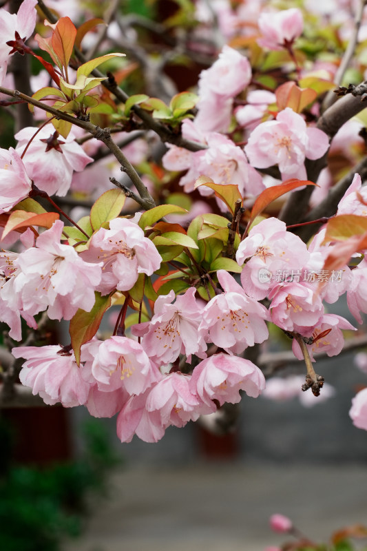 北京北海公园樱花