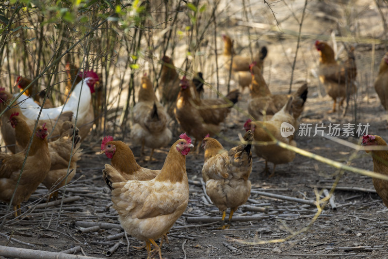 阳光下高山树林山林竹林生态养鸡场