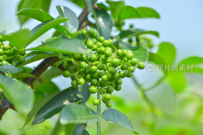 青花椒种植基地