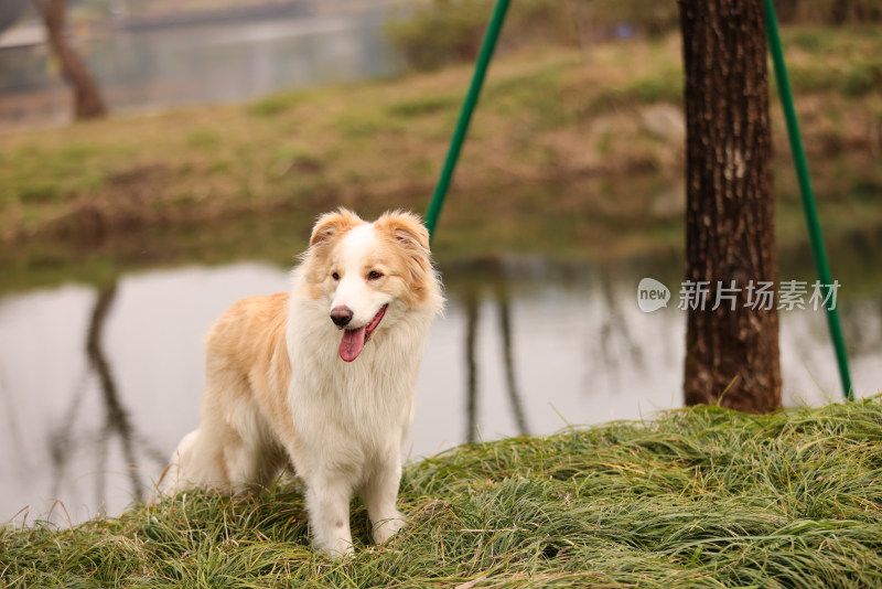 站在湖边的边境牧羊犬