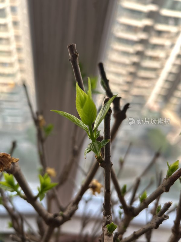 室内植物新叶特写