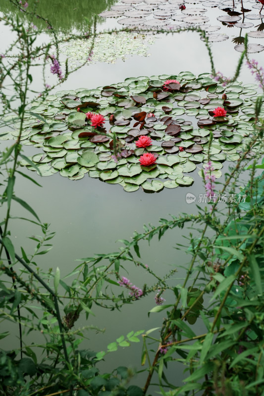 北京国家植物园睡莲