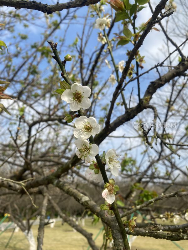 广州萝岗香雪公园梅花盛开