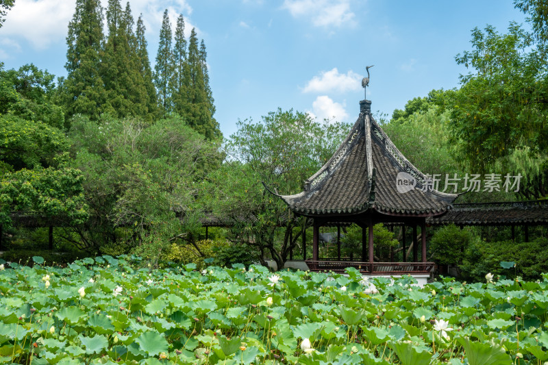 上海松江醉白池公园风景