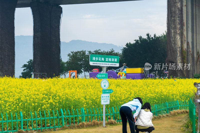 福州花海公园游客漫步观赏黄色油菜花田