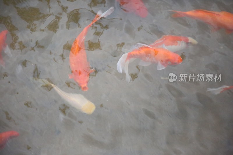 普洱市茶马古镇风景照片