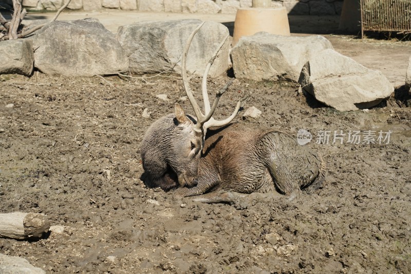 泥地里的麋鹿