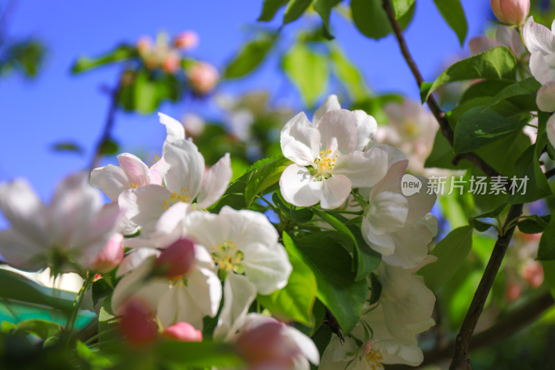 春天海棠花