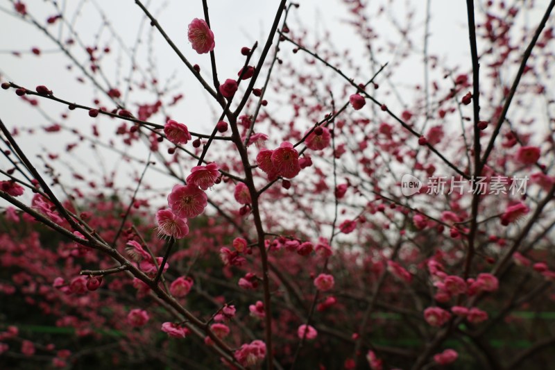 盛开的粉色梅花树枝特写