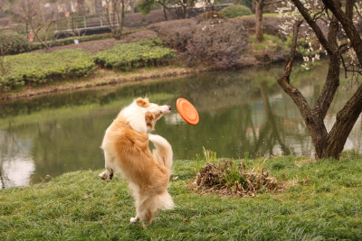 在草地上玩飞盘的边境牧羊犬