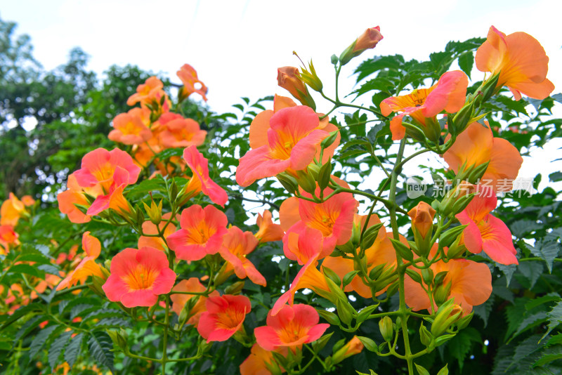 美丽凌霄花花朵花卉