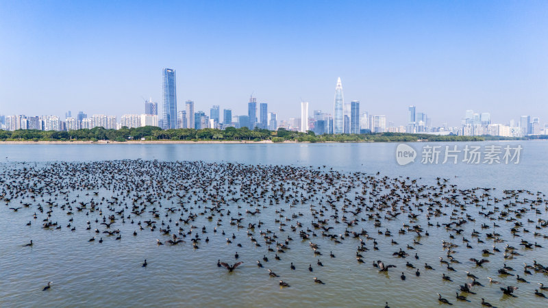 深圳湾公园鸬鹚鸟群