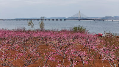 桃花和东江大桥