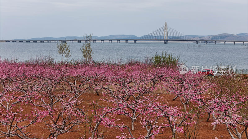 桃花和东江大桥