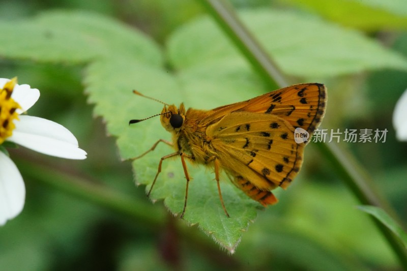 草丛中以花蜜为食的昆虫