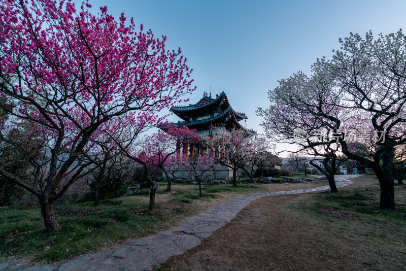 明孝陵梅花山上盛开粉色花树的春日景象