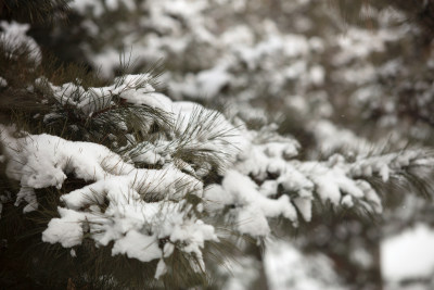 松树枝头厚厚的白雪