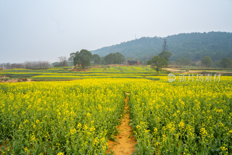 武汉东湖油菜花花海