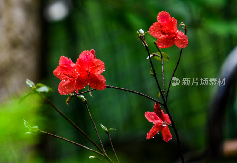 重庆酉阳：晨雾细雨美青山