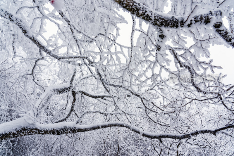 冬季大雪树木雾凇雪挂