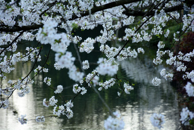 杭州西湖曲院风荷春景樱花