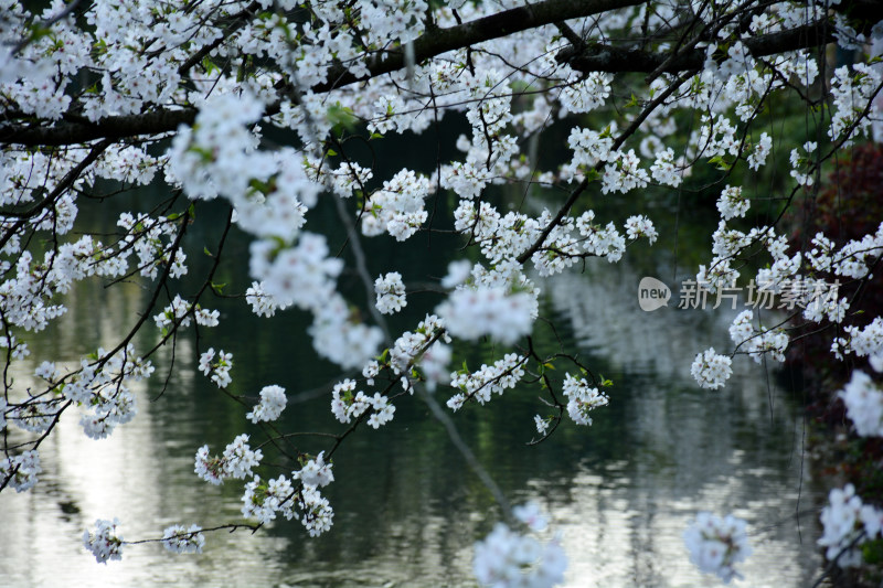 杭州西湖曲院风荷春景樱花