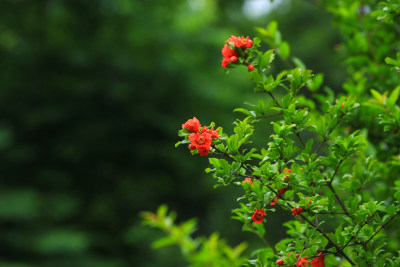 立夏时节盛开的红色石榴花