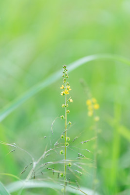 野外开花植物龙芽草