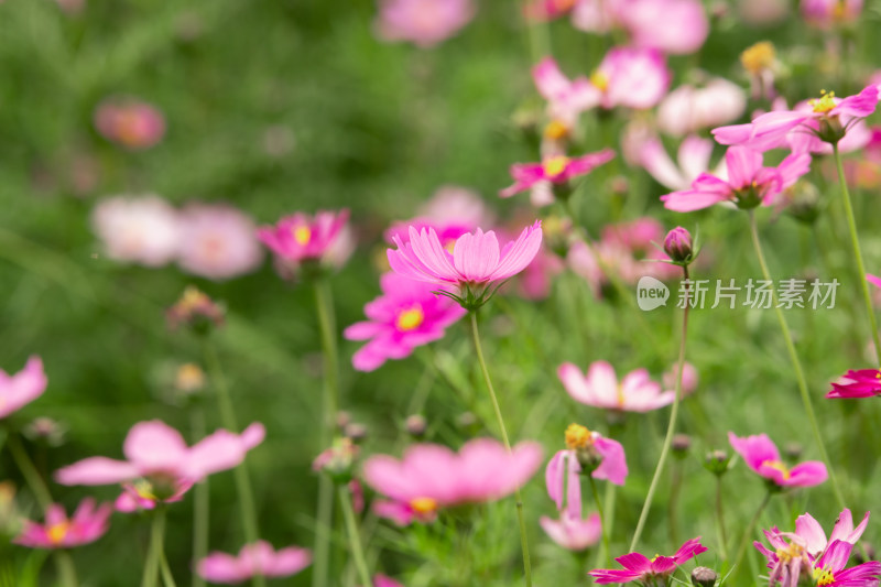 夕阳下的格桑花或波斯菊