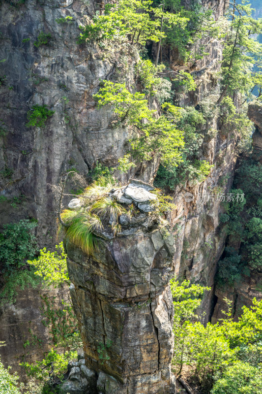 中国湖南张家界景区奇特山峰与茂密森林