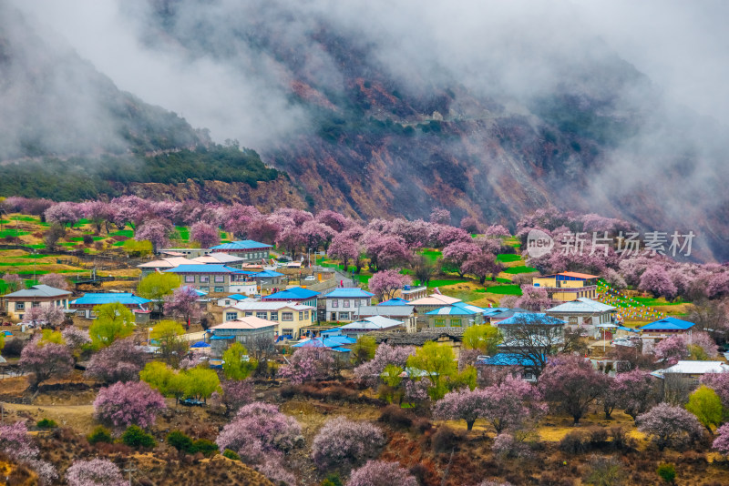 西藏林芝桃花园