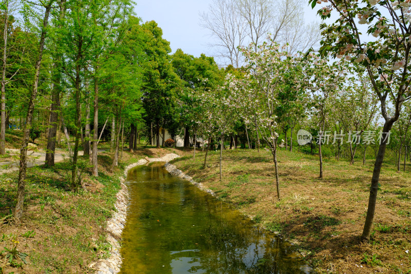 有小溪的春日树林风景