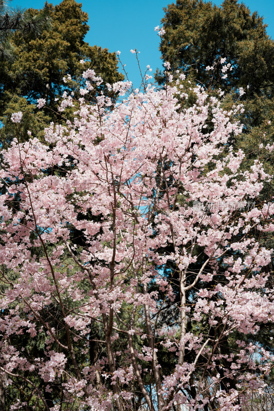 玉渊潭樱花树和樱花