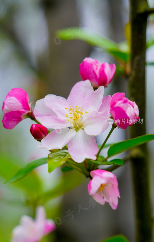 鲜花花朵花卉花树