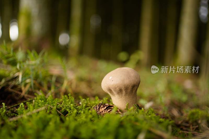 野生菌蘑菇生长环境菌类山菌