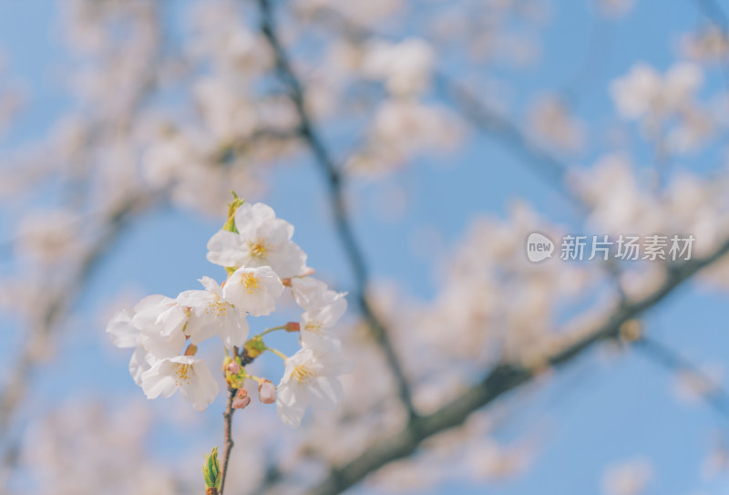 上海世博文化公园-蓝天下的樱花