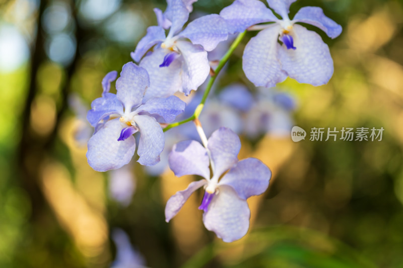 阳光下的紫色兰花特写