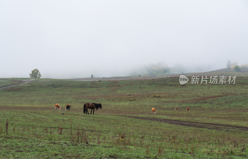 秋天新疆禾木草原上吃草的牛马