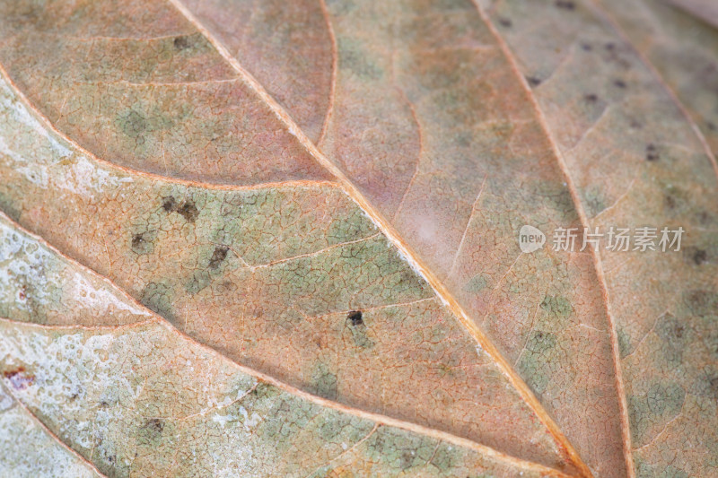 特写拍摄枯黄的树叶纹理背景