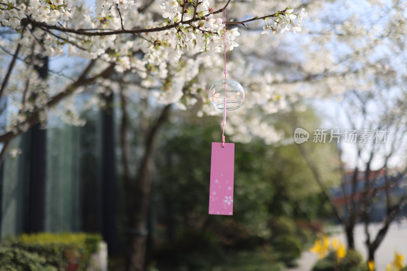 春天悬挂着风铃的梨花树