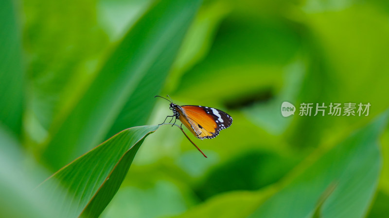 洪湖公园里的一只蝴蝶