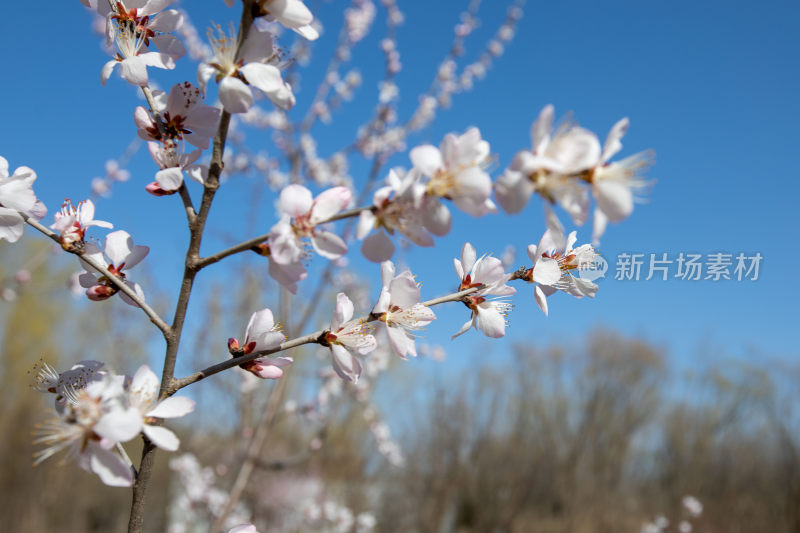 特写拍摄樱花盛开的画面