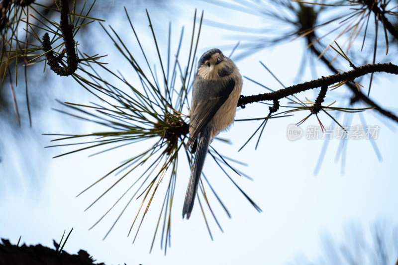 银喉长尾山雀（Aegithalos glaucogularis）