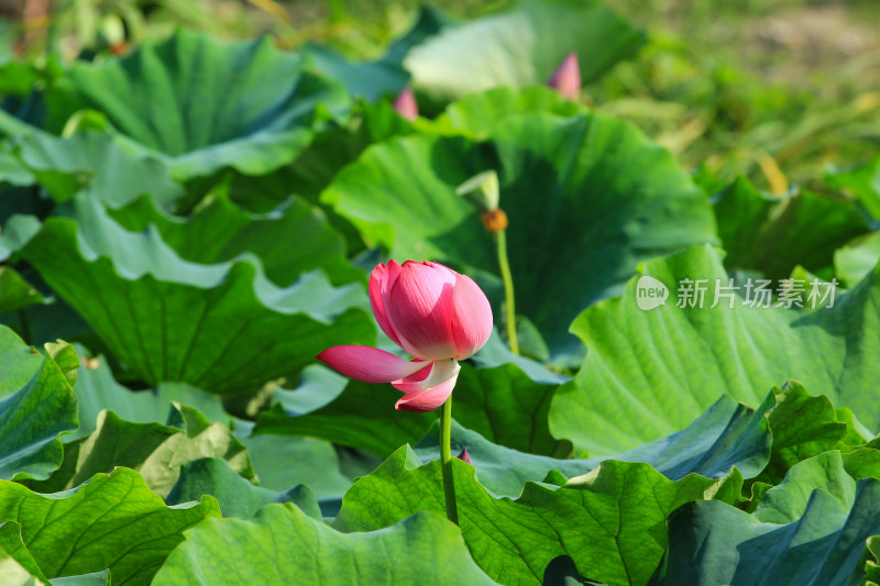 夏日成都温江区鲁家滩荷花盛开